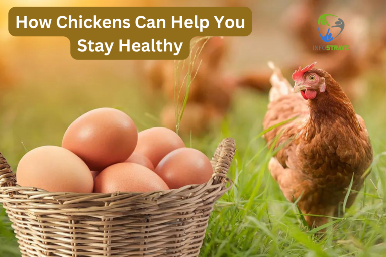 How Chickens Can Help You Stay Healthy